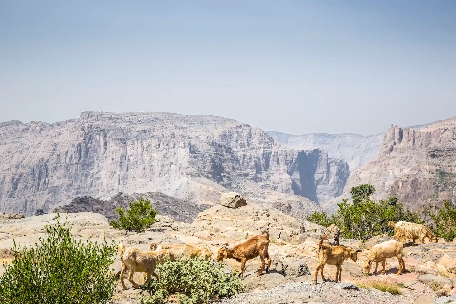 goats one bedroom cliff pool villa anantara al jabal al akhdar oman