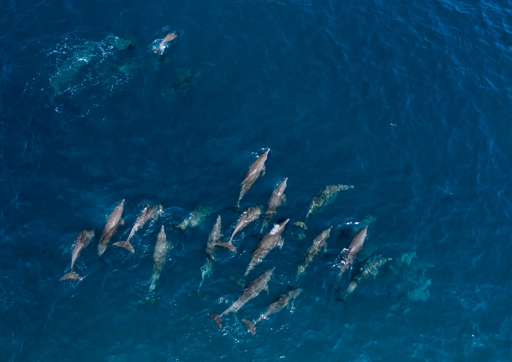 maldives dolphins experience in the indian ocean