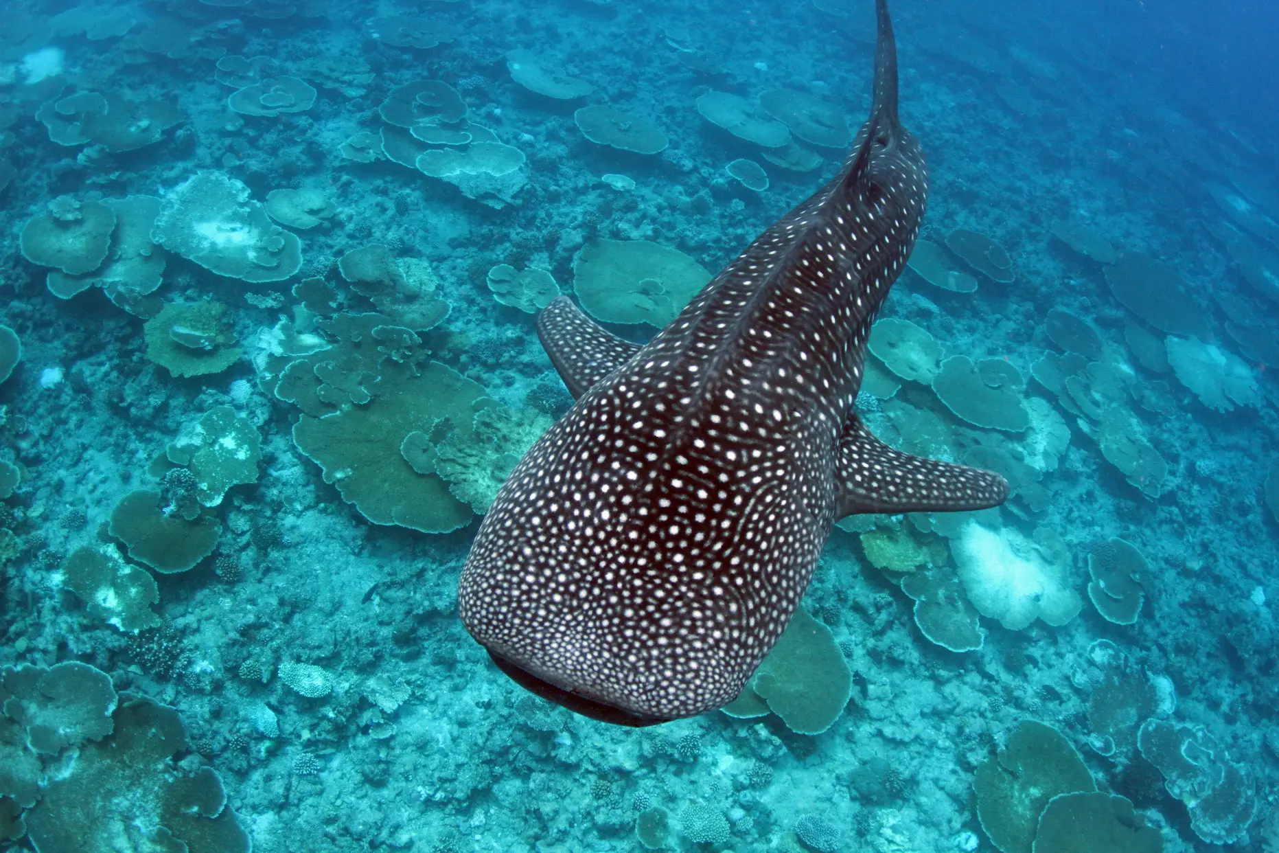 maldives whale shark snorkeling experience in the indian ocean