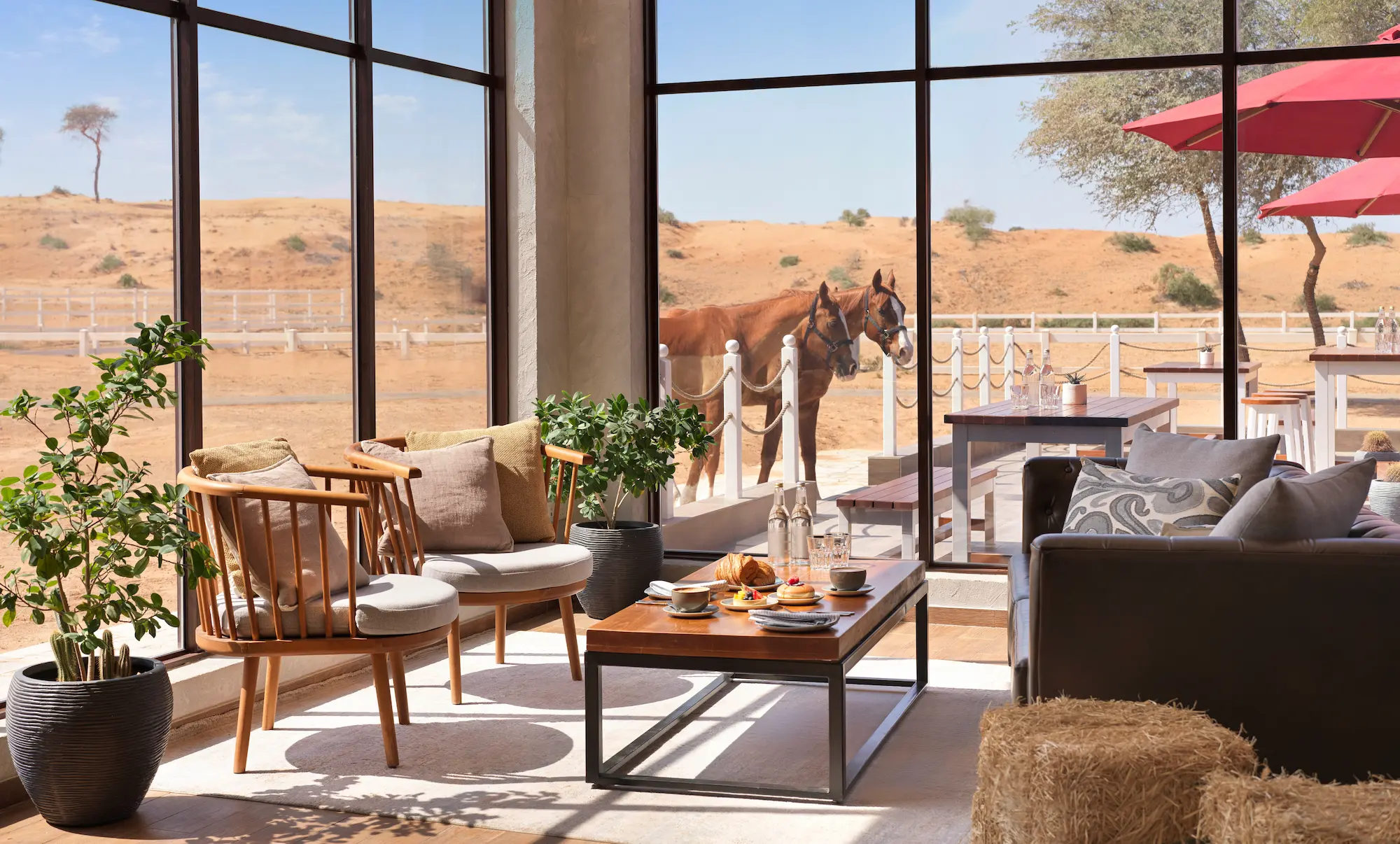 the ritzcarlton al wadi desert paddock cafe interior featuring a relaxed dining space with refined countryside inspired design