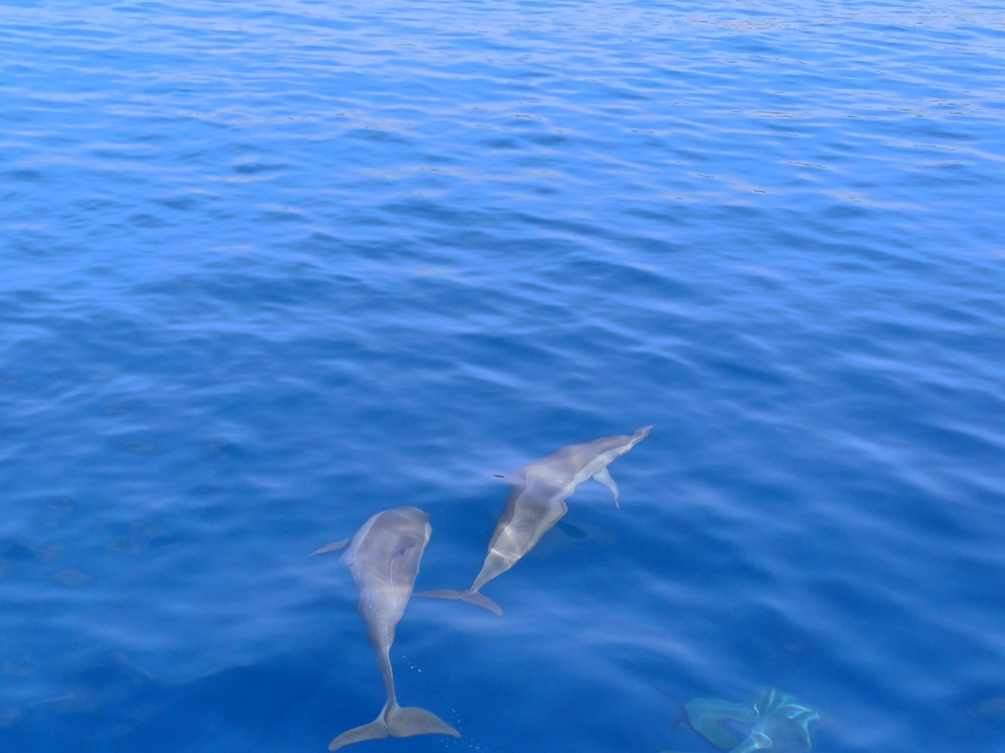 adaaran select meedhapparu maldives dolphins