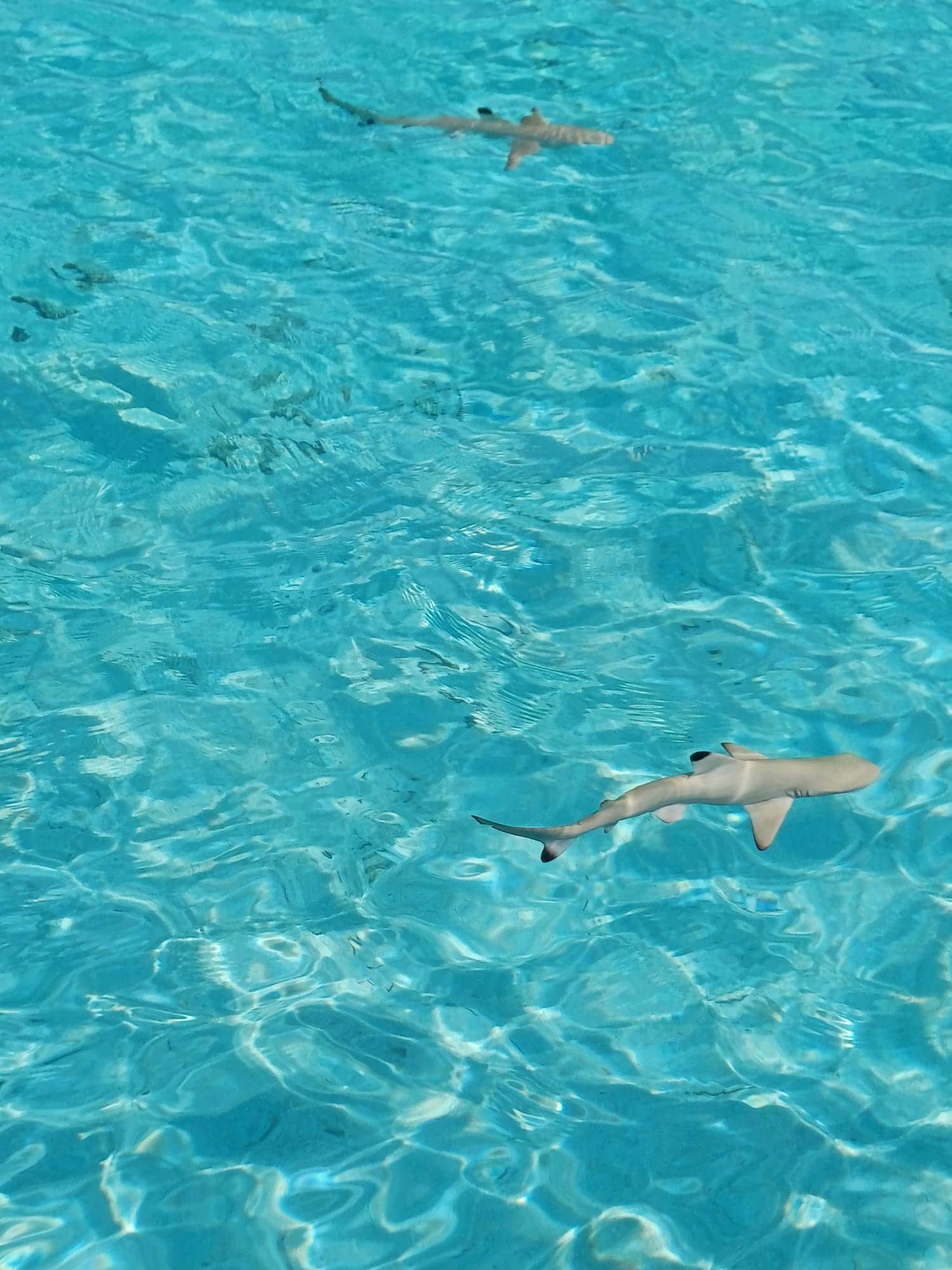 adaaran select meedhapparu maldives sharks