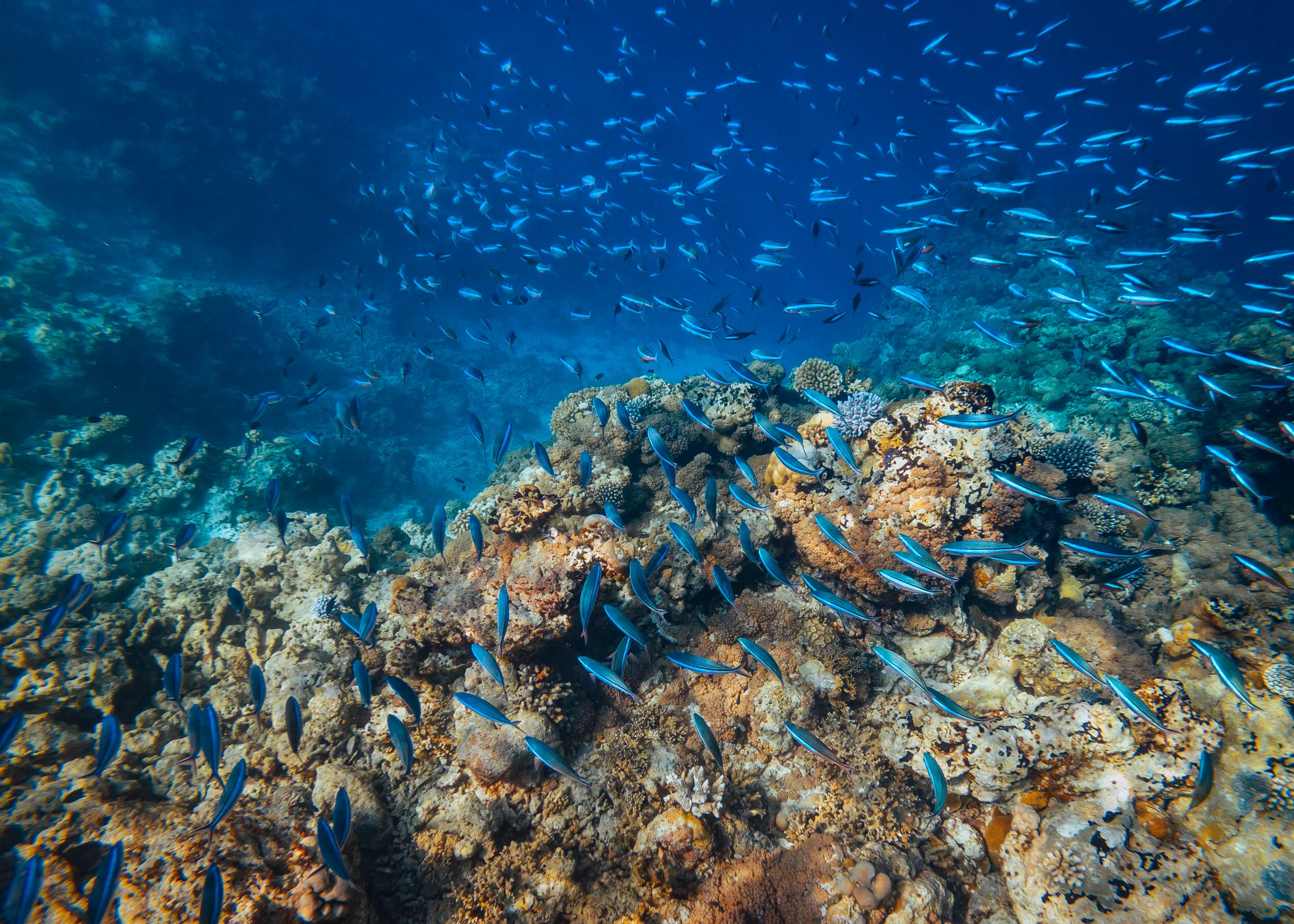 Marine life in the waters surrounding Cinnamon Hakuraa Huraa Maldives, Maldives.