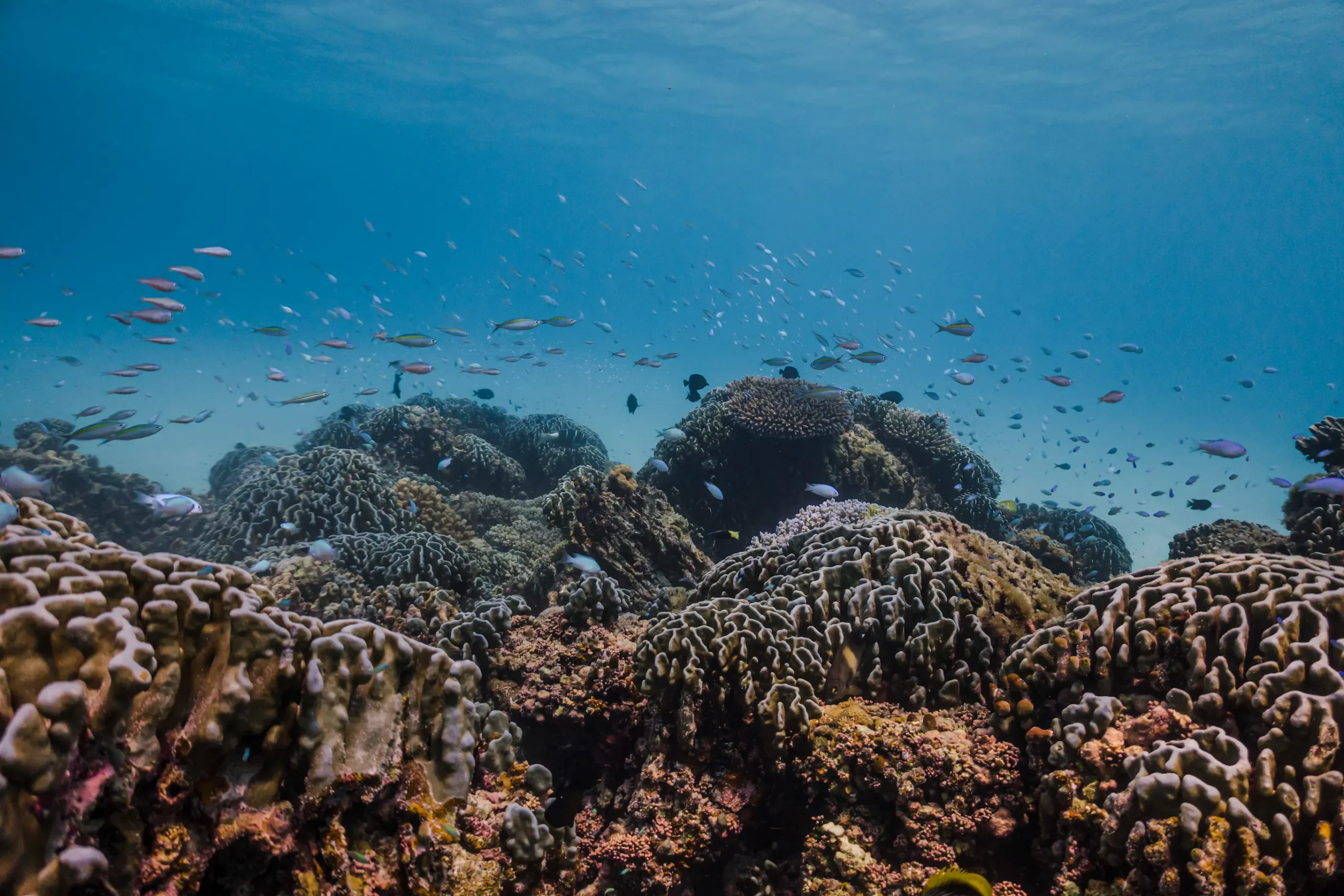 guest snorkelling above the house reef at sun siyam olhuveli maldives surrounded by colourful marine life and coral formations